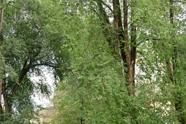 Parktaki yeşil ağaçlar