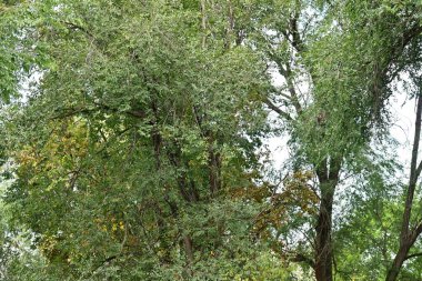 Parktaki yeşil ağaçlar