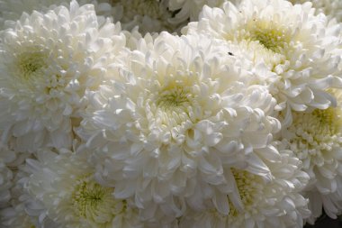 Güzel kasımpatılara, çiçeklere yakın 