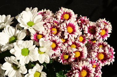 Güzel kasımpatılara, çiçeklere yakın 