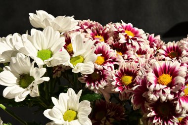 Güzel kasımpatılara, çiçeklere yakın 