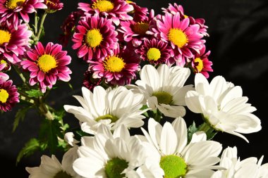 Güzel kasımpatılara, çiçeklere yakın 