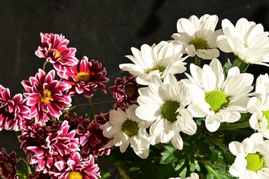 Güzel kasımpatılara, çiçeklere yakın 