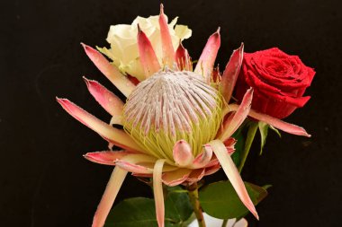 güzel beyaz ve kırmızı gül çiçekleri protea ile koyu arkaplan