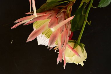 güzel beyaz ve kırmızı gül çiçekleri protea ile koyu arkaplan