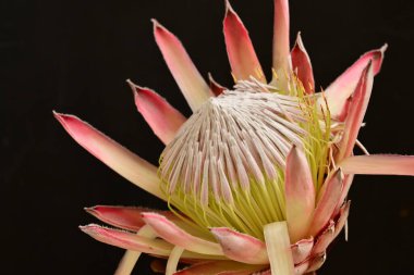  Güzel çiçek, siyah arka planda izole edilmiş. 