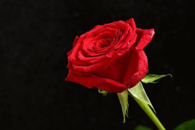 Siyah arka planda kırmızı gül. Kapat - kapat.