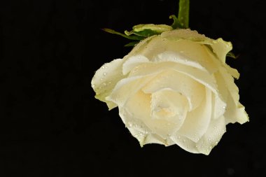 Siyah arka planda beyaz gül. Kapat - kapat.