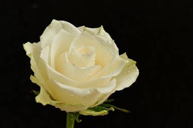 Siyah arka planda beyaz gül. Kapat - kapat.