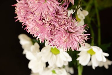 Güzel kasımpatılara, çiçeklere yakın 