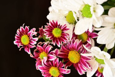 Güzel kasımpatılara, çiçeklere yakın 