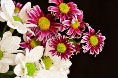 Güzel kasımpatılara, çiçeklere yakın 