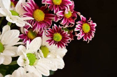 Güzel kasımpatılara, çiçeklere yakın 