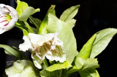 Bahçedeki güzel çiçekler