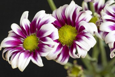 Güzel kasımpatılara, çiçeklere yakın 