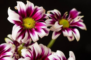 Güzel kasımpatılara, çiçeklere yakın 