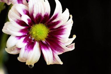 Güzel çiçeklenme çiçek görünümü yakın