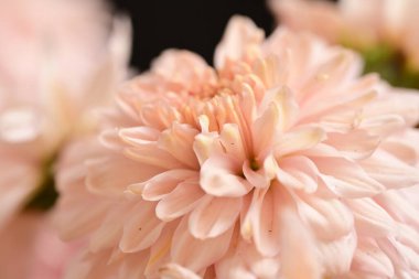 Güzel kasımpatılara, çiçeklere yakın 