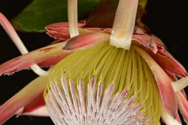 Güzel protea çiçeği, yakın görüş