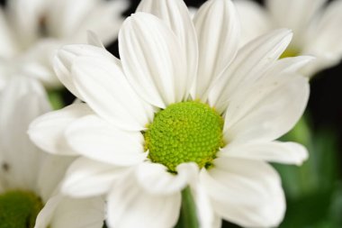 Bahçede beyaz çiçekler