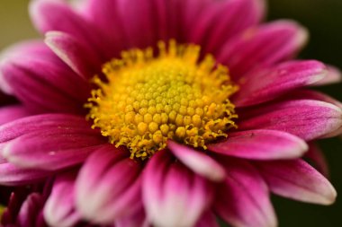 Bahçedeki güzel çiçek