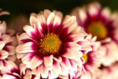 Güzel kasımpatılara, çiçeklere yakın 