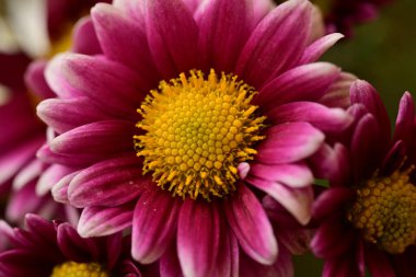 Güzel akışlar, çiçek konsepti...