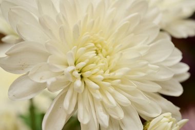 Güzel çiçek, yakın