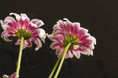 Güzel kasımpatılara, çiçeklere yakın 