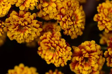 Güzel kasımpatılara, çiçeklere yakın 