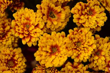 Güzel kasımpatılara, çiçeklere yakın 