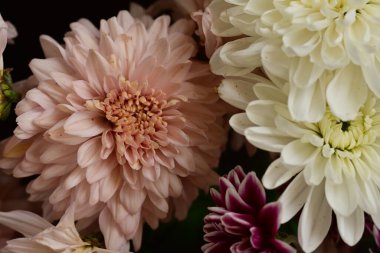 Güzel kasımpatılara, çiçeklere yakın 