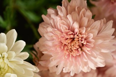 Bahçedeki güzel çiçekler