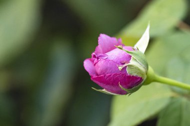 Bahçedeki pembe gül