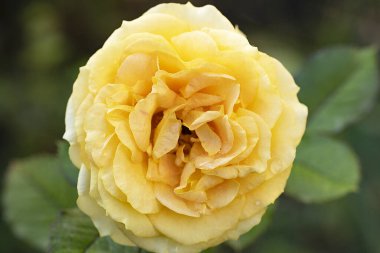 Sarı gül, yaklaş.