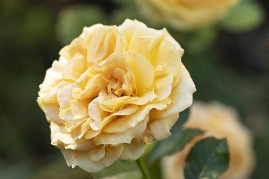 Bahçedeki güzel çiçek