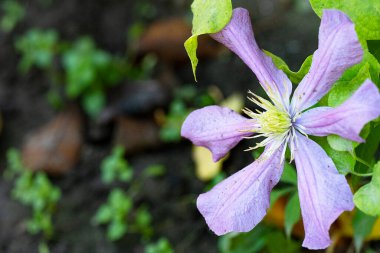 Clematis Clematis 'in güzel çiçeği.