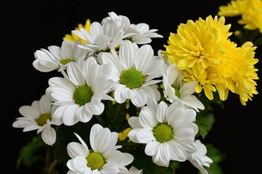 Güzel kasımpatılara, çiçeklere yakın 