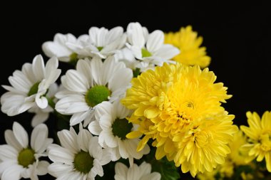 Güzel kasımpatılara, çiçeklere yakın 