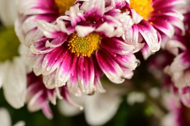 Güzel kasımpatılara, çiçeklere yakın 