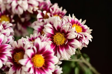 Güzel kasımpatılara, çiçeklere yakın 