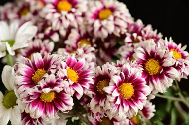 Güzel kasımpatılara, çiçeklere yakın 