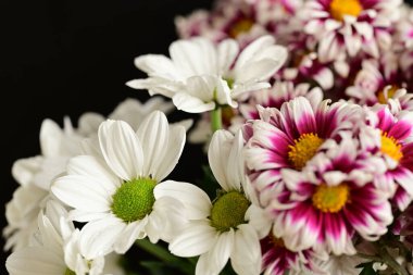 Güzel kasımpatılara, çiçeklere yakın 