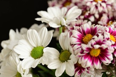 Güzel kasımpatılara, çiçeklere yakın 