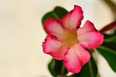 Beyaz arkaplanda kırmızı çiçek