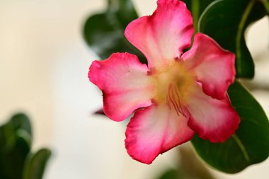 Güzel botanik fotoğrafı, doğal duvar kağıdı.