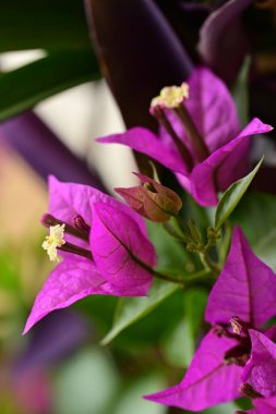 Bahçedeki güzel pembe çiçekler