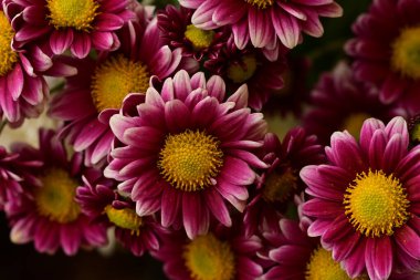 Güzel kasımpatılara, çiçeklere yakın 