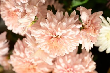 Güzel kasımpatılara, çiçeklere yakın 