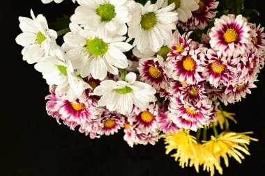 Güzel kasımpatılara, çiçeklere yakın 